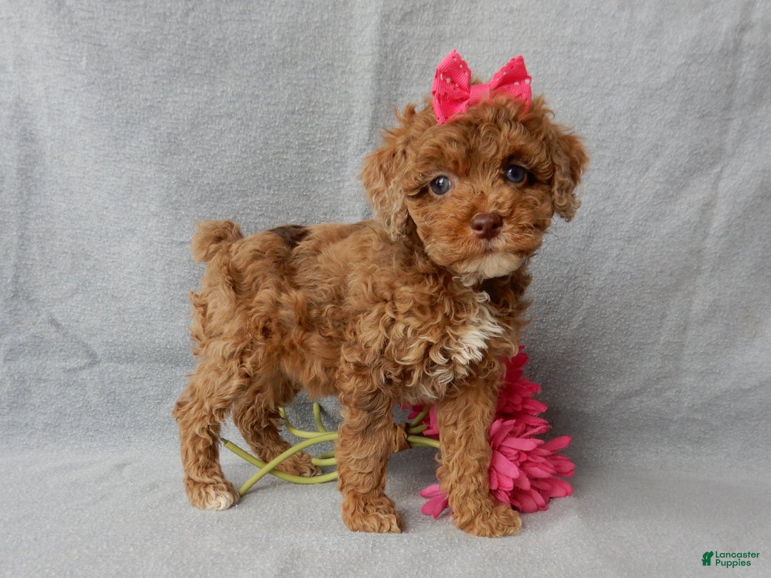 Cockapoo dogs for sale: Betsie - Ad 1