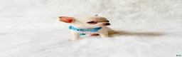 Chihuahua dogs for sale: Louie - Ad 8