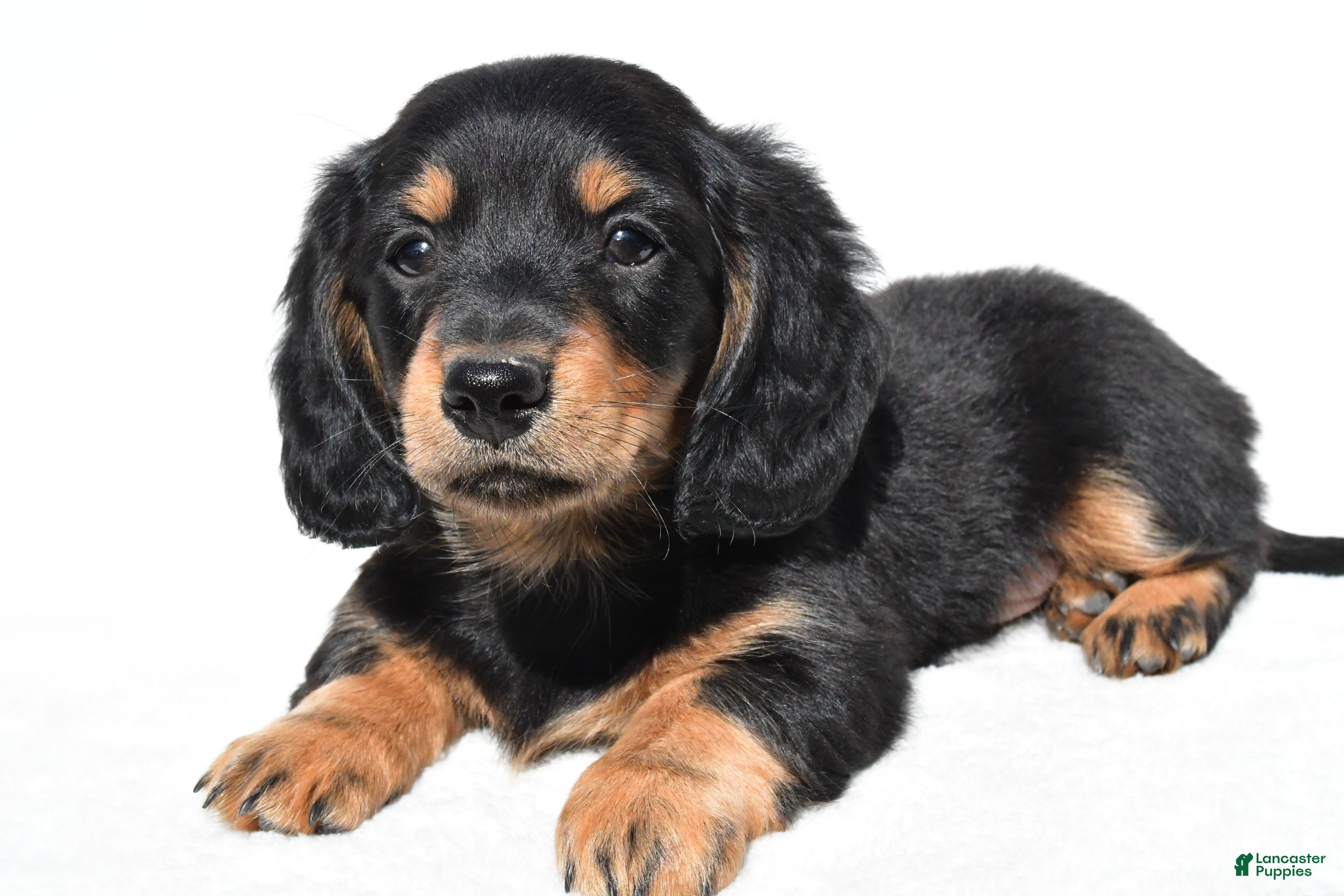 Miniature Dachshund dogs for sale: Alex - Ad 7