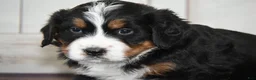 Bernese Mountain Dog dogs for sale: Helga AKC - Ad 3