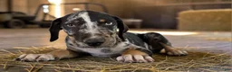 Catahoula Leopard Dog dogs for sale: Gypsie 2026 Male 3 - Ad 14