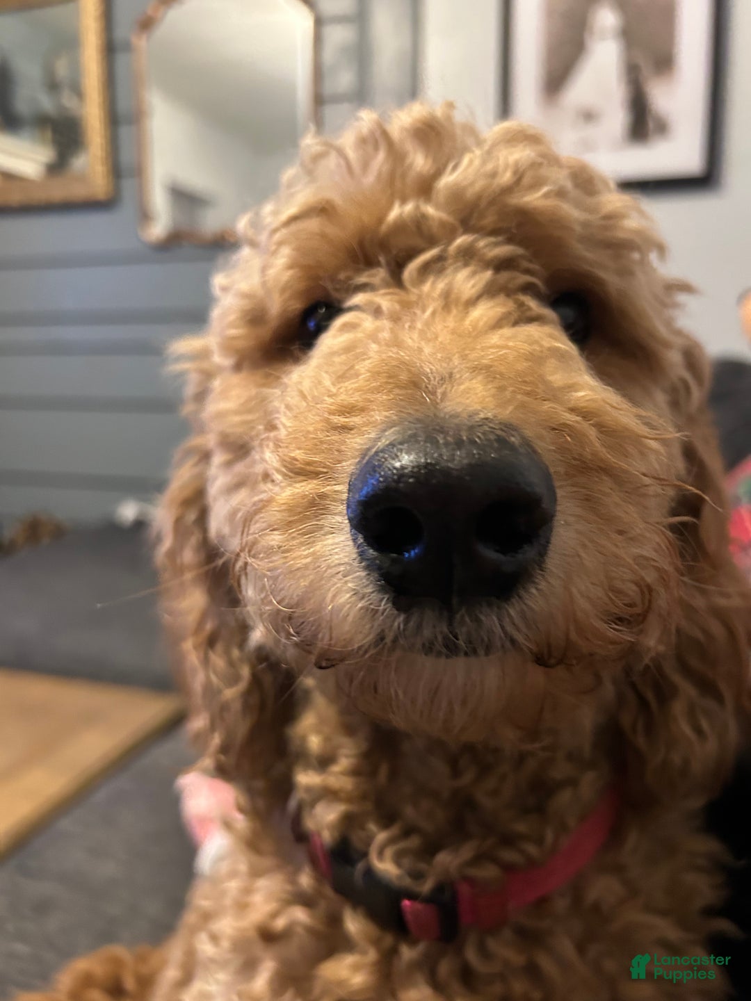 Mini Goldendoodle dogs for sale: Ms French Toast - Ad 6