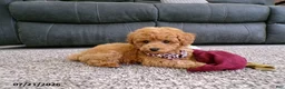 Toy Poodle dogs for sale: Rose   - Ad 5