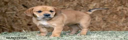 Mixed Breed dogs for sale: Paris - Ad 2