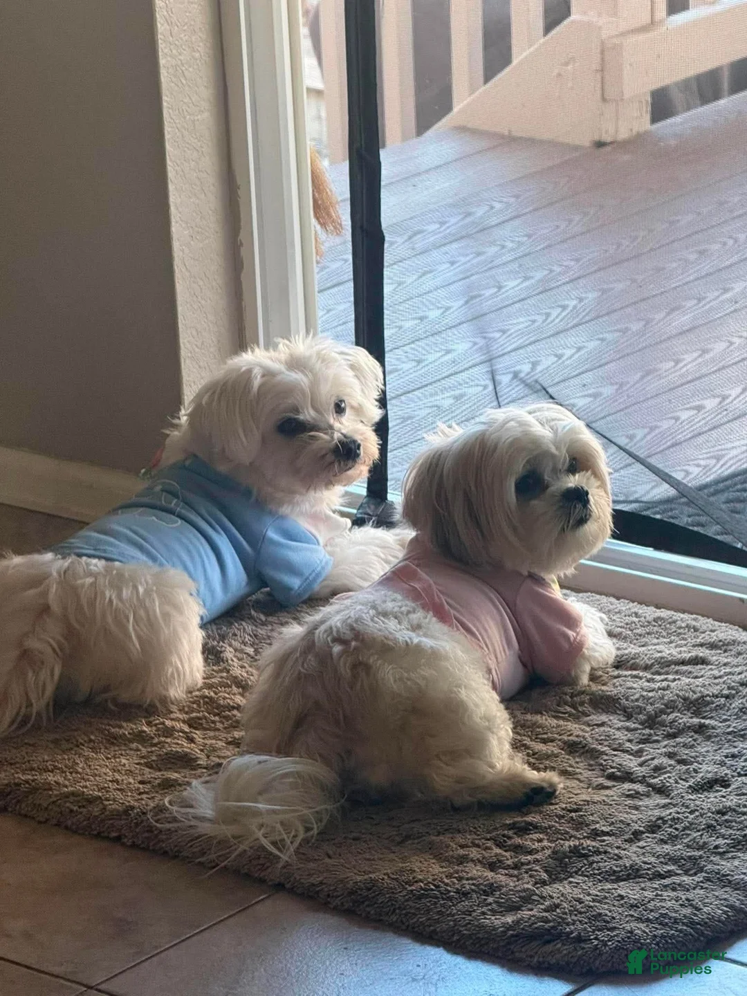 Malshi dogs for sale: Malshi 1 - Ad 4