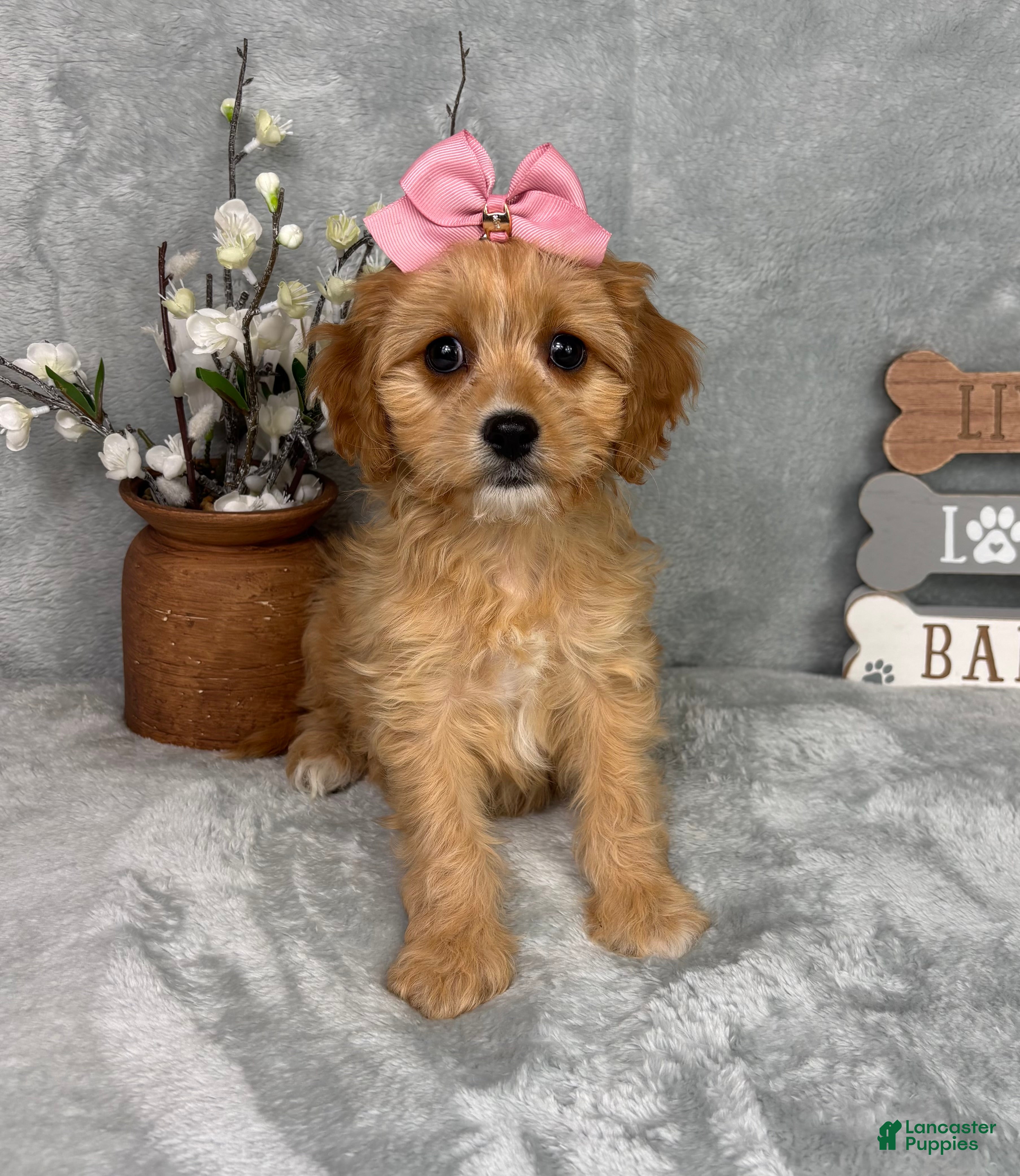 Cavapoo dogs Phoebe - Ad 20
