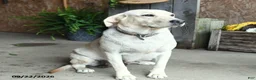 Labrador Retriever dogs for sale: Bear - Ad 6