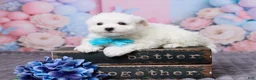 Bichon Frise dogs for sale: Oscar - Ad 1