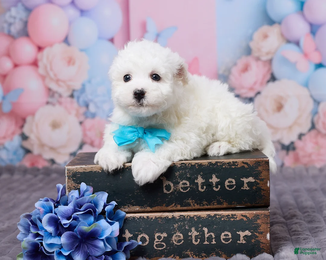 Bichon Frise dogs for sale: Oscar - Ad 1