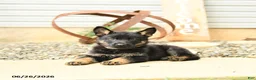 German Shepherd dogs for sale: Leslie - Ad 3