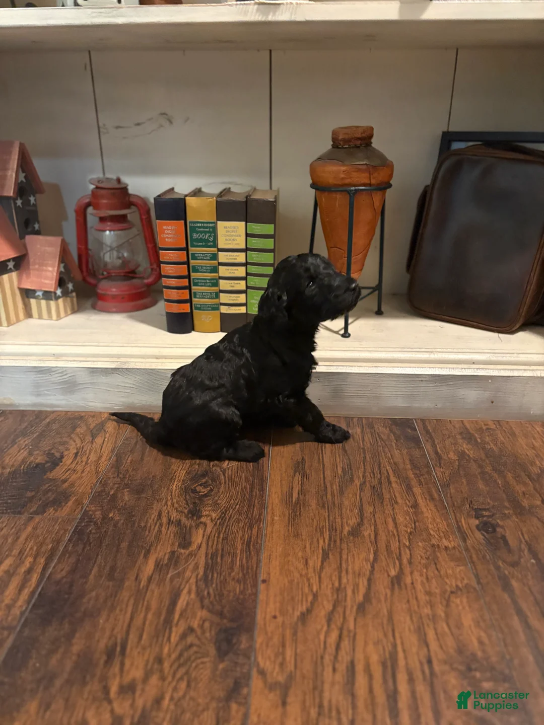 Goldendoodle dogs for sale: Goldendoodle Puppy 2 - Ad 1