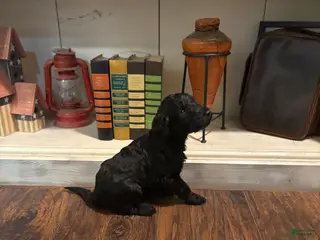 Goldendoodle dogs Goldendoodle Puppy 2 - Ad 28