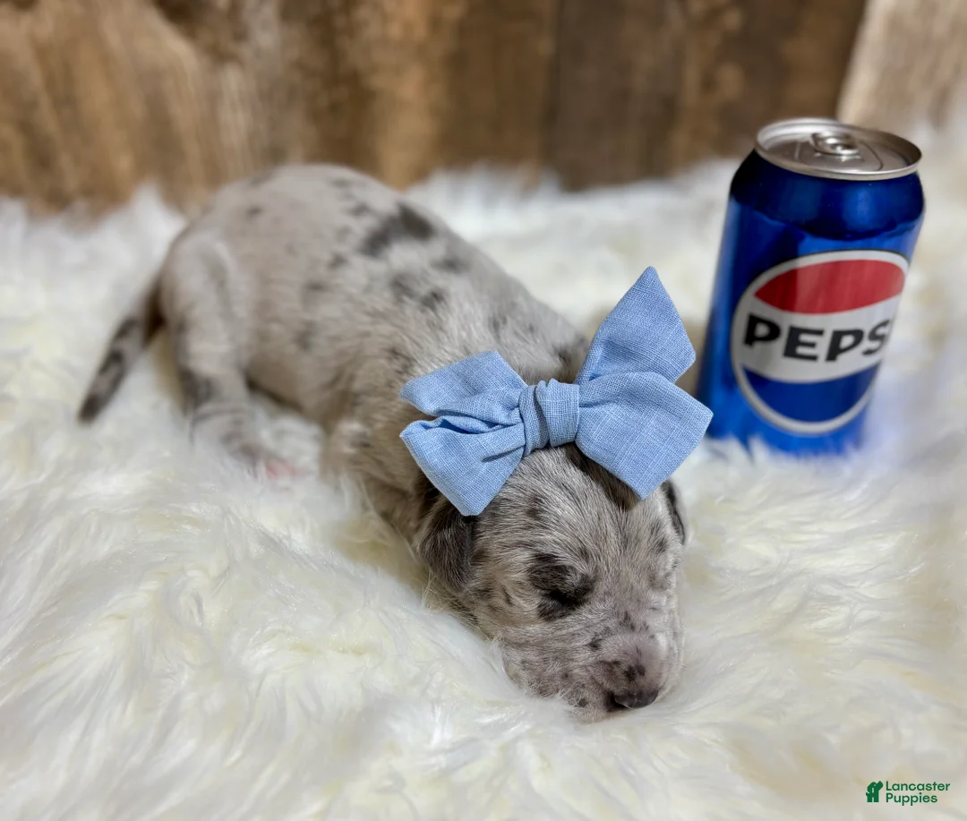 Great Dane dogs for sale: Great Dane - Blue - Ad 3