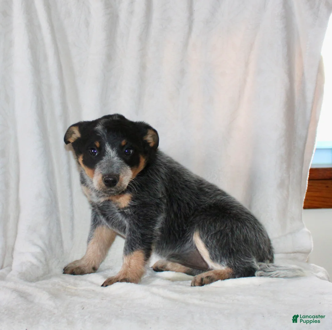 Australian Cattle Dog dogs for sale: Molly - Ad 6