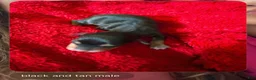 Miniature Dachshund dogs for sale: Lou - Ad 11