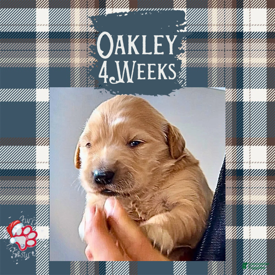 Golden Retriever dogs for sale: Oakley Golden Retriever, Male - Ad 9