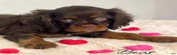 Cavalier King Charles Spaniel dogs for sale: Cavalier King Charles Spaniel 1 - Ad 5