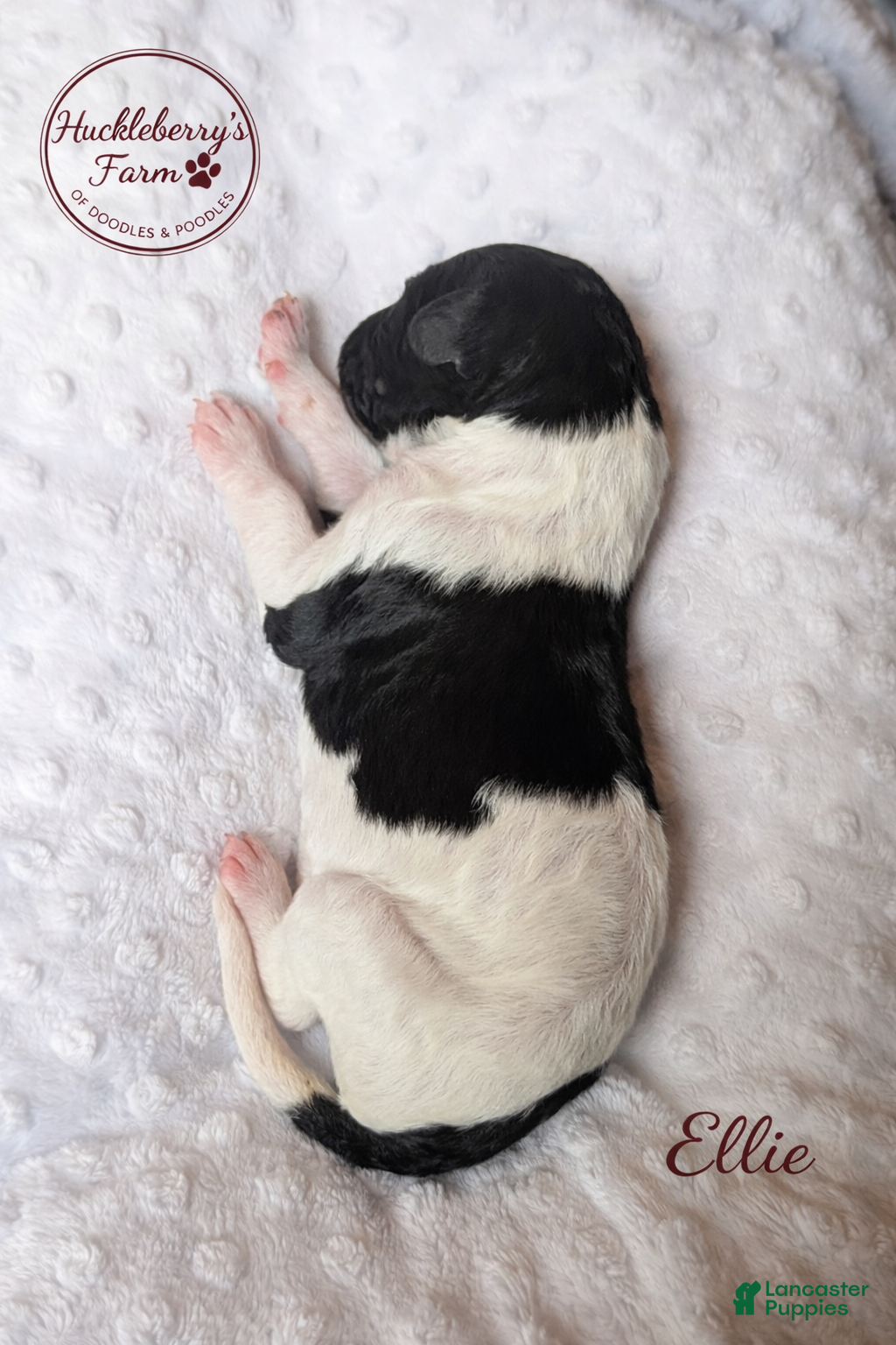 Goldendoodle dogs Ellie F1B - Ad 18