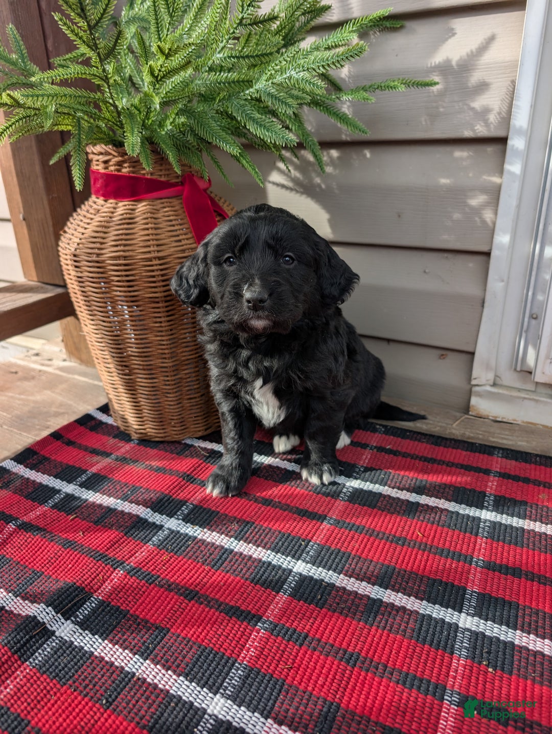 Mixed Breed dogs for sale: Teddy  - Ad 2