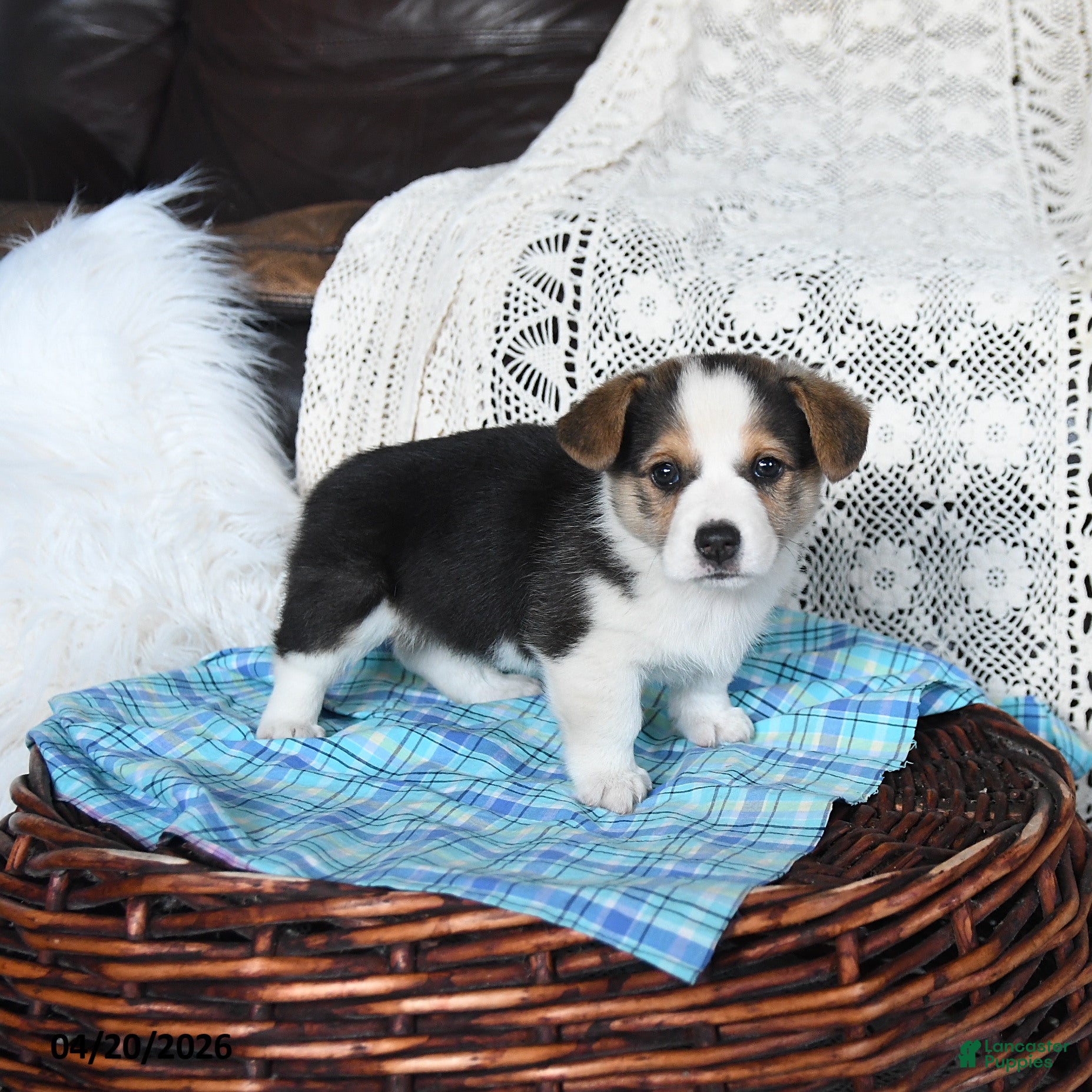 Welsh Corgi Pembroke dogs Carson - Ad 1