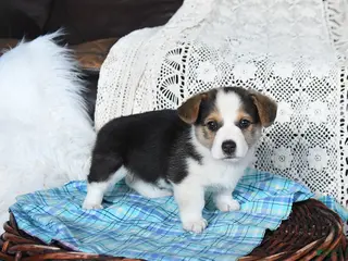 Welsh Corgi Pembroke dogs for sale: Carson - Ad 3