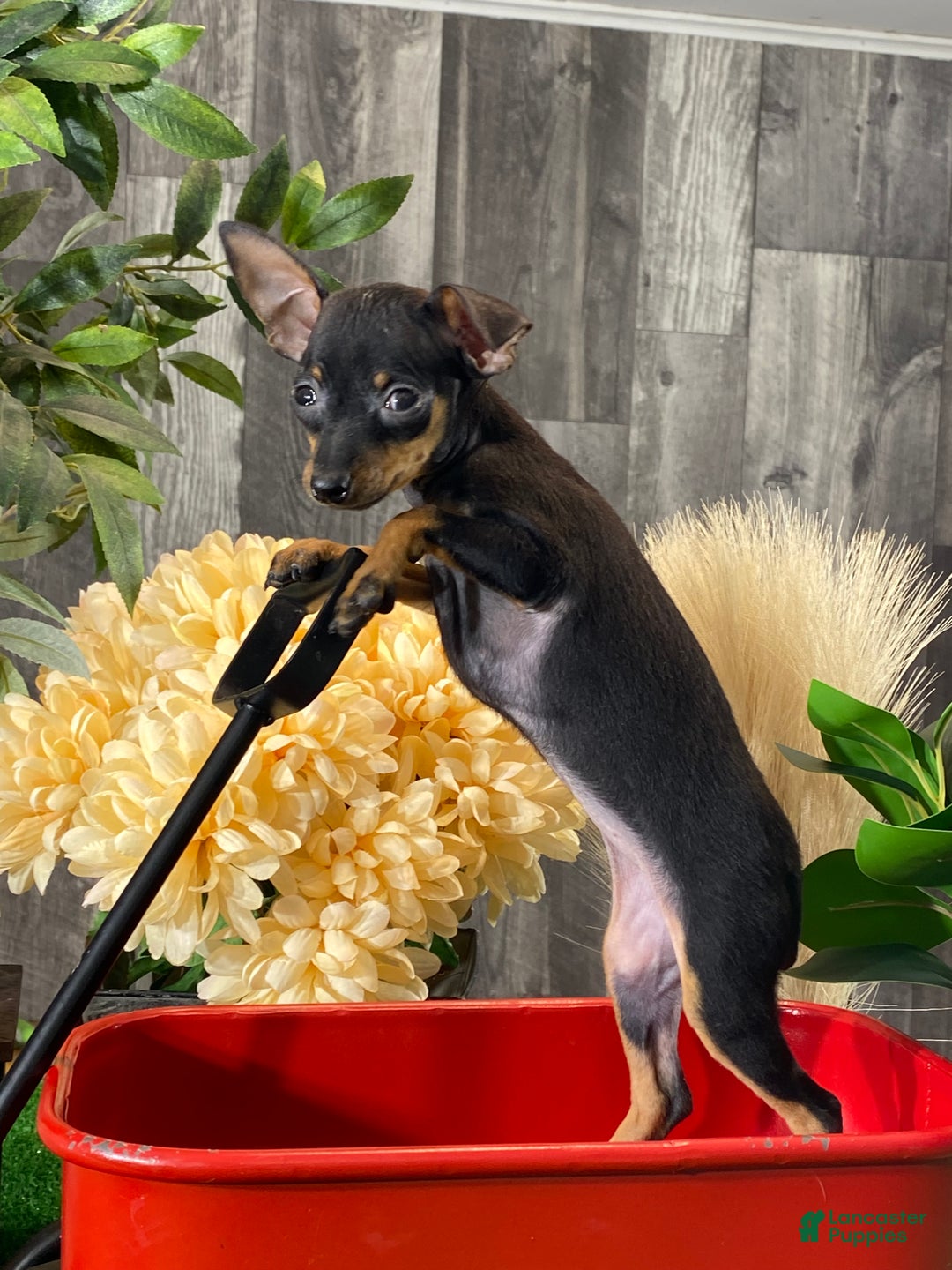 Miniature Pinscher dogs for sale: Quiz - Ad 4