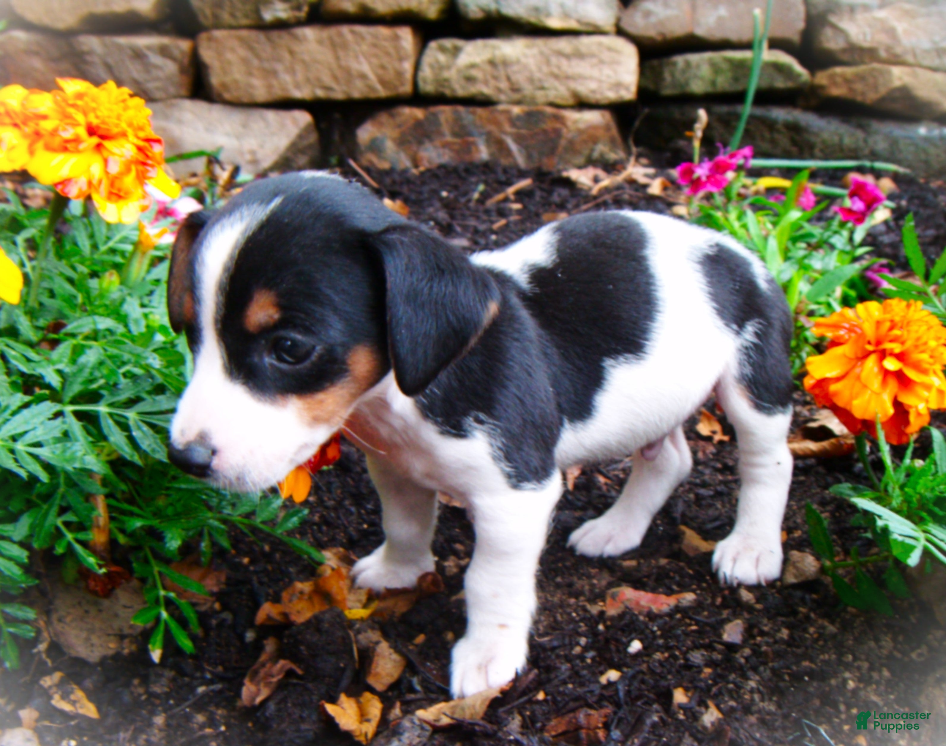 Jack Russell Terrier dogs for sale: Chris - Ad 3