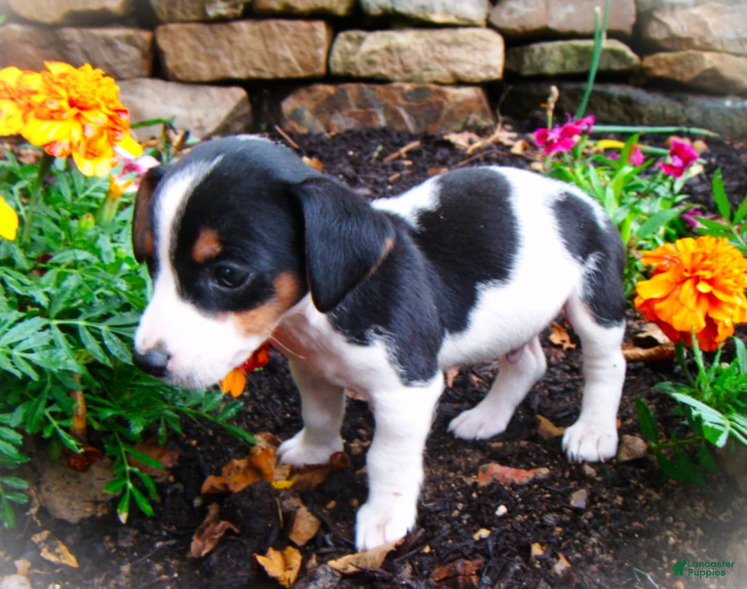 Jack Russell Terrier dogs for sale: Chris - Ad 1