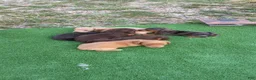 Dachshund dogs for sale: Trisha - Ad 8