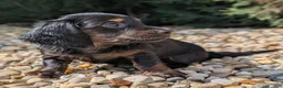 Miniature Dachshund dogs for sale: Willow - Ad 1