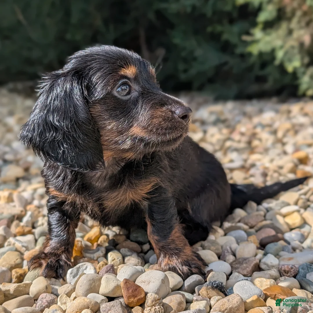 Miniature Dachshund dogs for sale: Willow - Ad 1