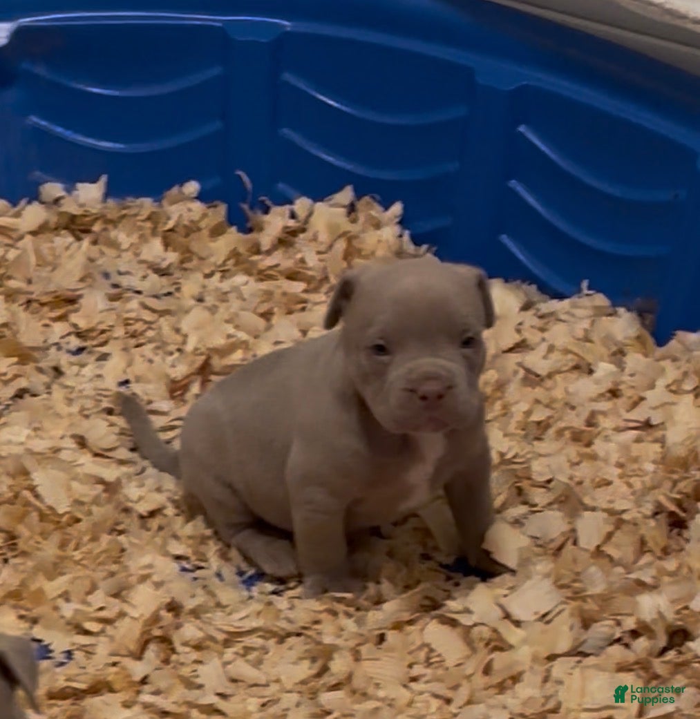 American Bully dogs Rhino - Ad 9
