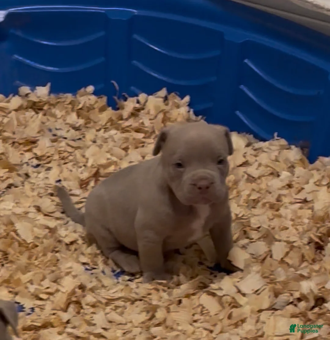 American Bully dogs for sale: Rhino - Ad 1