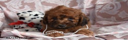 Cockapoo dogs for sale: Mary - Ad 2