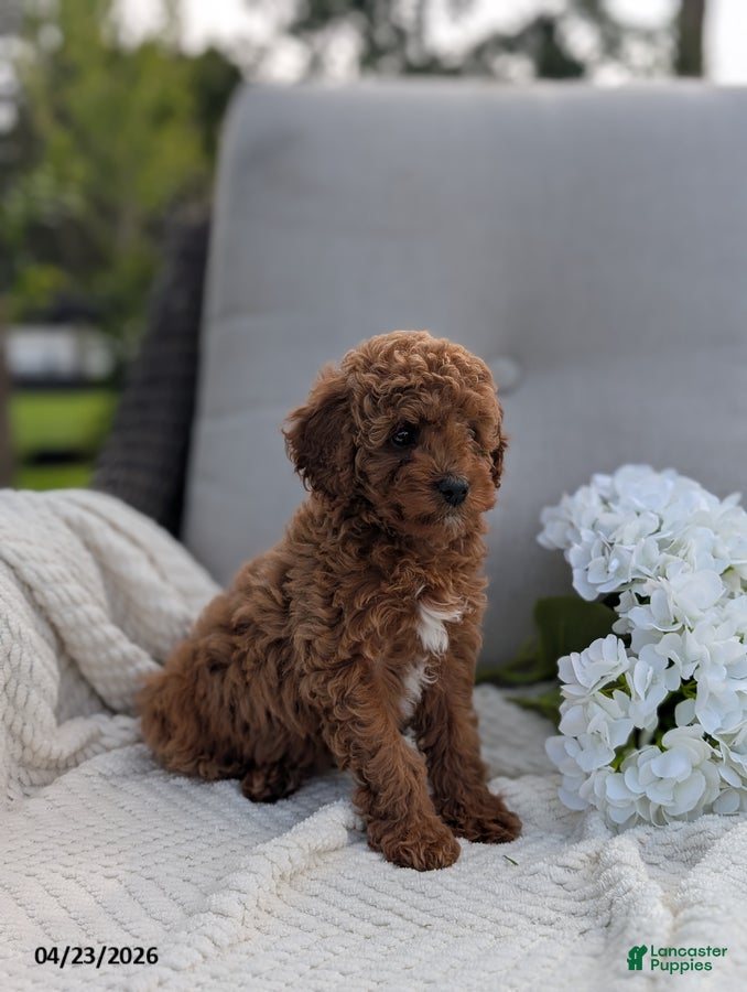 Cavapoo dogs Abby - Ad 2