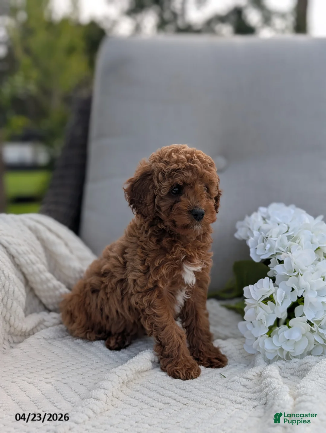 Cavapoo dogs for sale: Abby - Ad 2