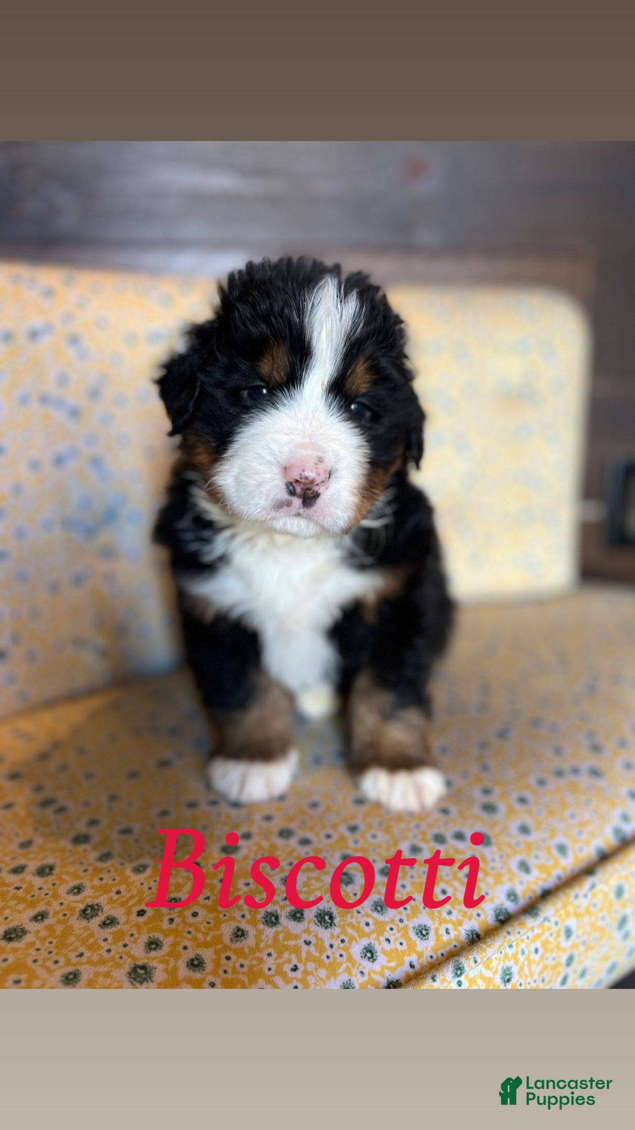 Bernese Mountain Dog dogs Biscotti - Ad 11