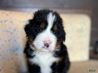 Bernese Mountain Dog dogs Biscotti - Ad 2
