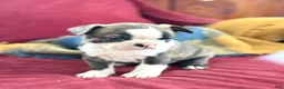 Boston Terrier dogs for sale: Benji - Ad 6
