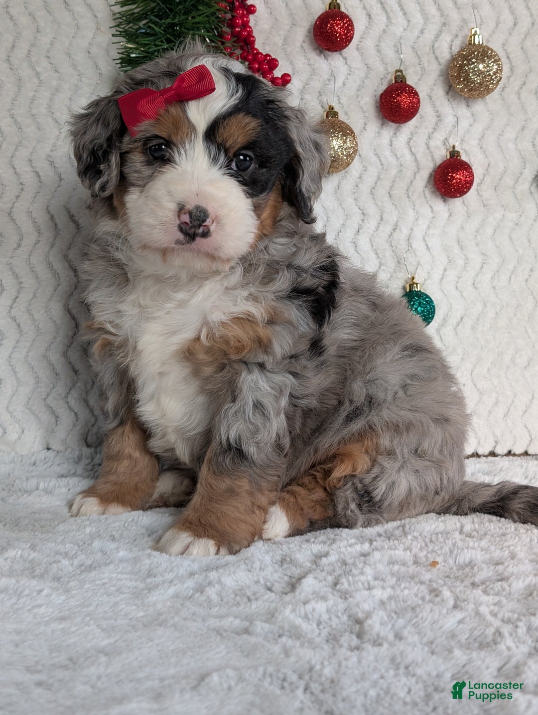Mini Bernedoodle dogs for sale: Mini River - Ad 9