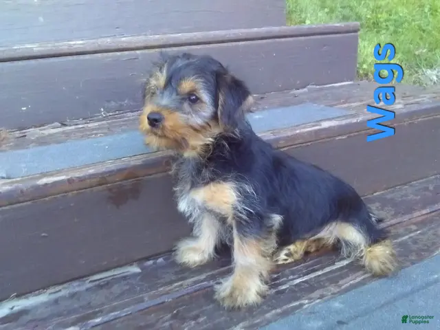 Yorkshire Terrier dogs for sale: Wags - Ad 2