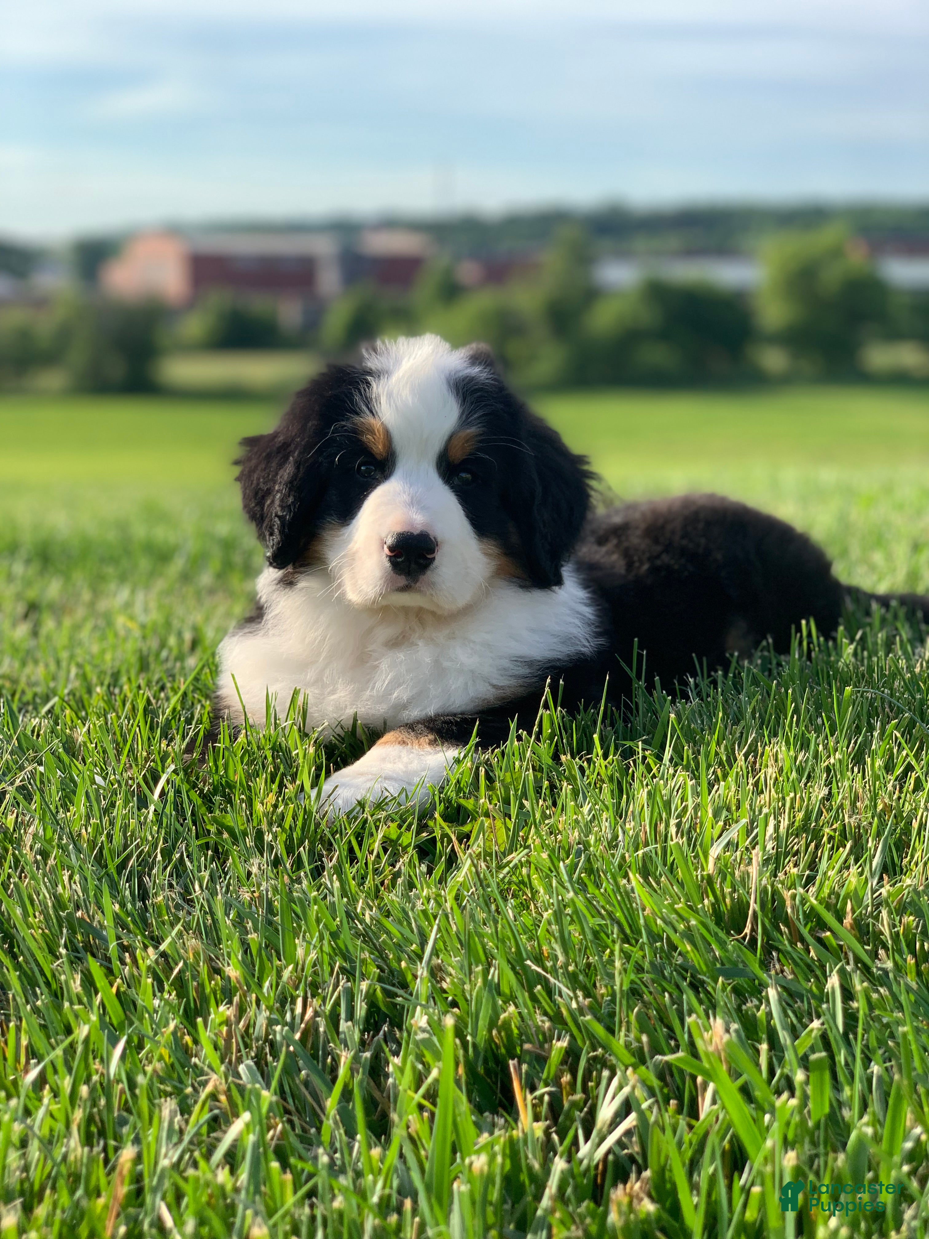 Bernese Mountain Dog dogs for sale: Nemo - Ad 5