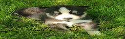 Siberian Husky dogs for sale: Sonya's male 5 - Ad 16