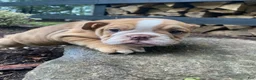 English Bulldog dogs for sale: Pearl - Ad 10