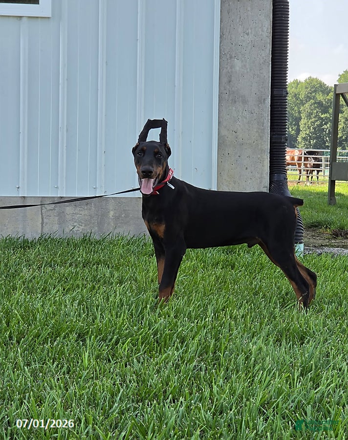 Doberman Pinscher dogs Bruno - Ad 1