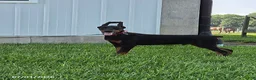 Doberman Pinscher dogs for sale: Bruno - Ad 1