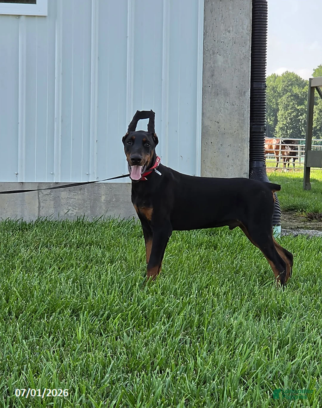 Doberman Pinscher dogs for sale: Bruno - Ad 1