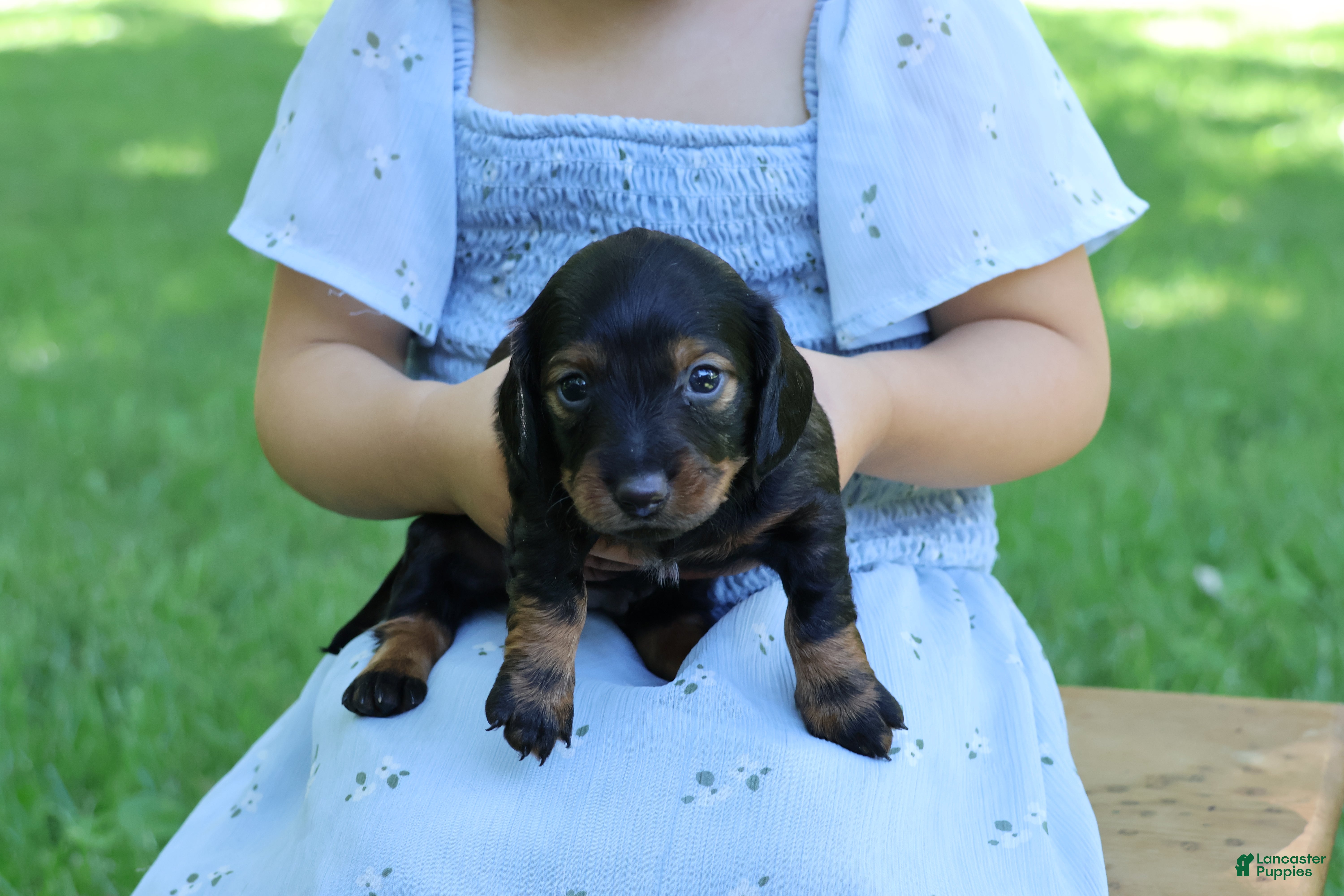 Miniature Dachshund dogs Mini Dachshund: Eric - Ad 2