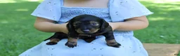 Miniature Dachshund dogs for sale: Mini Dachshund: Eric - Ad 2