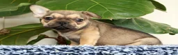 French Bulldog dogs for sale: Brooke - Ad 7